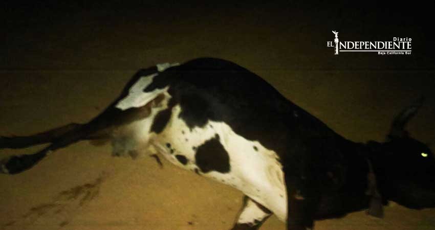 Sigue suelto el ganado provocando accidentes en Los Cabos Sigue suelto el ganado provocando accidentes en Los Cabos