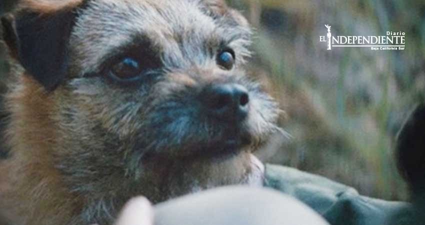 La campaña contra el abandono de animales que debes ver