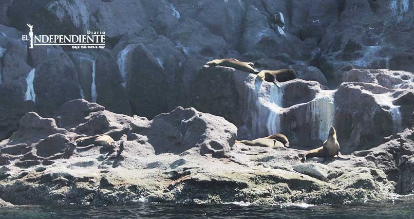 Más de 10 personas fueron atacadas por lobos marinos