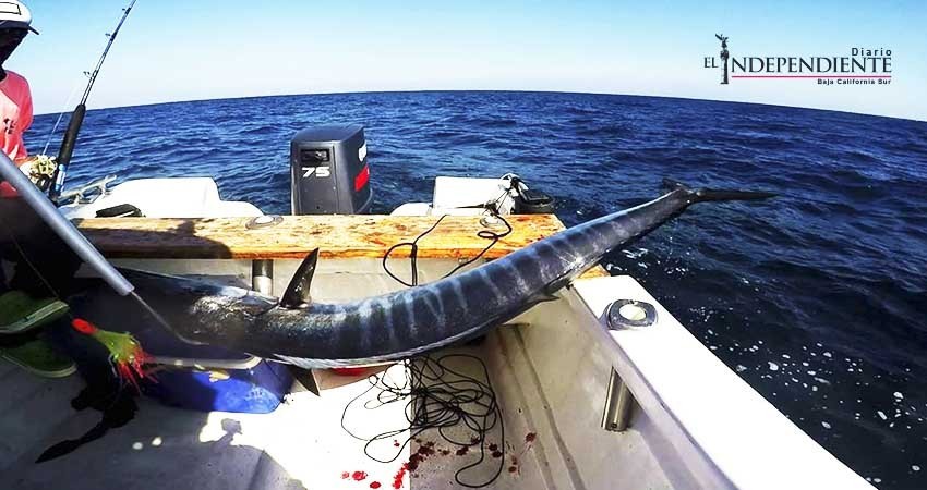 Faltan 10 días para el 1er. Torneo de Pesca de Wahoo