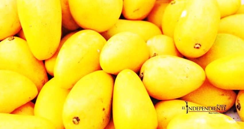 BCS exporta 2 mil toneladas de mango a Canadá, EE.UU. y Japón BCS exporta 2 mil toneladas de mango a Canadá, EE.UU. y Japón