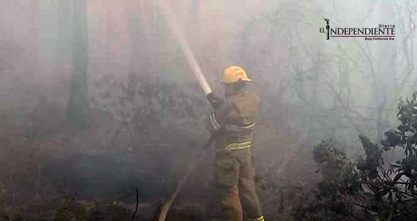 Bomberos requirieron 5 horas para sofocar incendio en palmares de Todos Santos