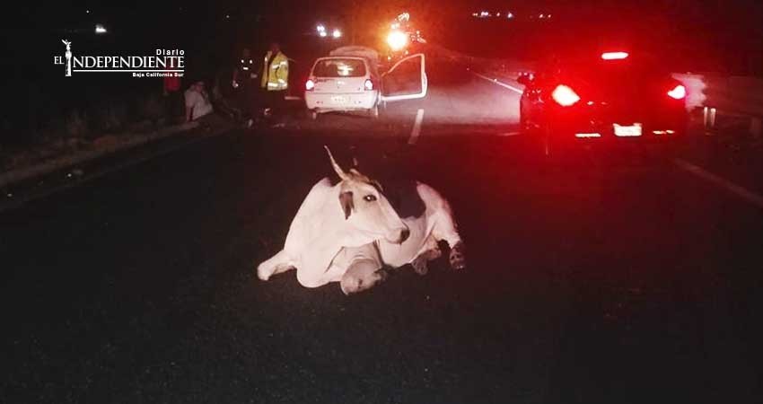 Piden empresarios se atienda de inmediato problemática de ganado en la carretera Piden empresarios se atienda de inmediato problemática de ganado en la carretera