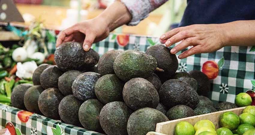 Precio del aguacate ronda los cien pesos; casi tan caro como la carne