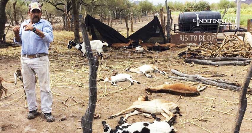 Caminos dañados y ganado muerto dejó la tormenta "Lidia" en Loreto