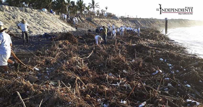 Zofemat trabaja en rehabilitación de playas de la zona norte de Los Cabos