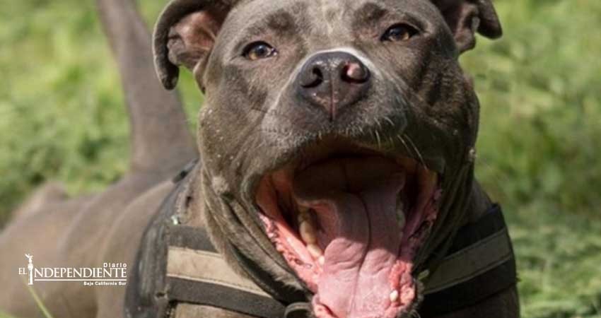 Pitbull drogado mata a mordidas a su dueño en Londres Pitbull drogado mata a mordidas a su dueño en Londres
