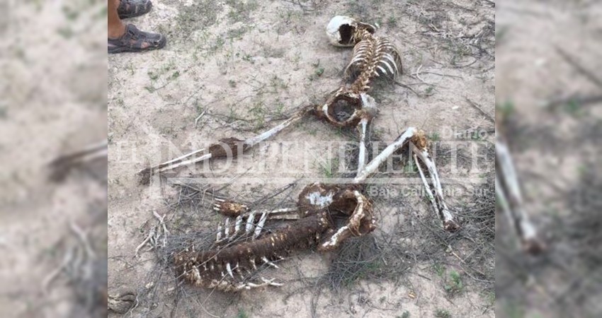 Encuentran la osamenta de 2 personas en Cd. Constitucion