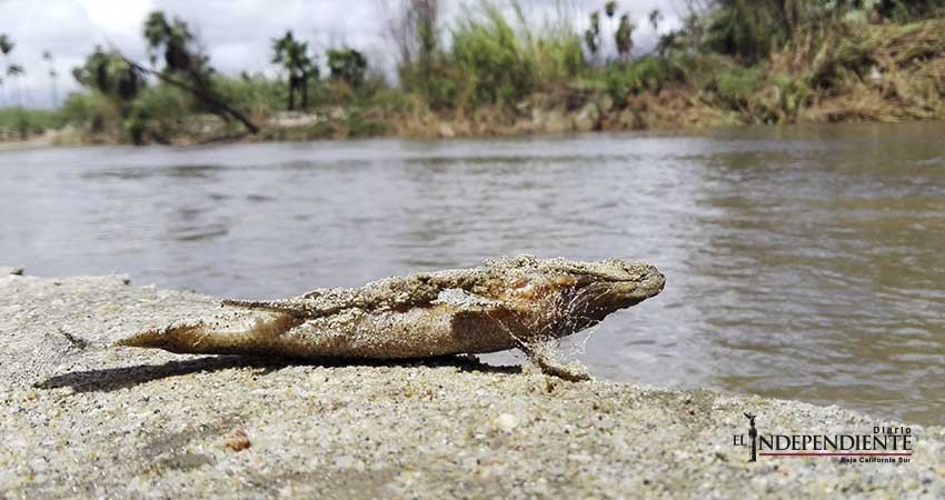 Pide Ecología tomar precauciones al visitar el Estero de SJC