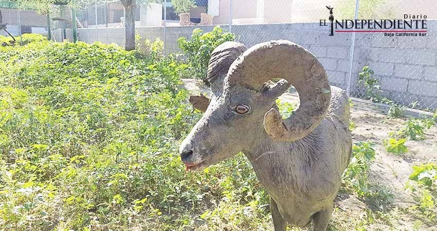 Rescata PROFEPA ejemplar de borrego cimarrón que deambulaba en la colonia Chametla
