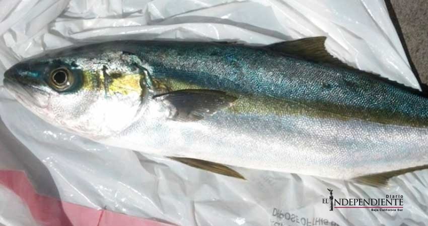 Casi 300 especies marinas llegaron a EU tras tsunami en Japón