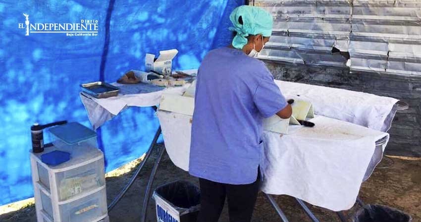 Llega a 200 cirugías en septiembre campaña de esterilización