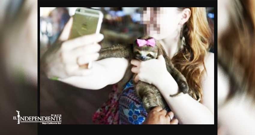 Denuncian que selfies con animales es crueldad