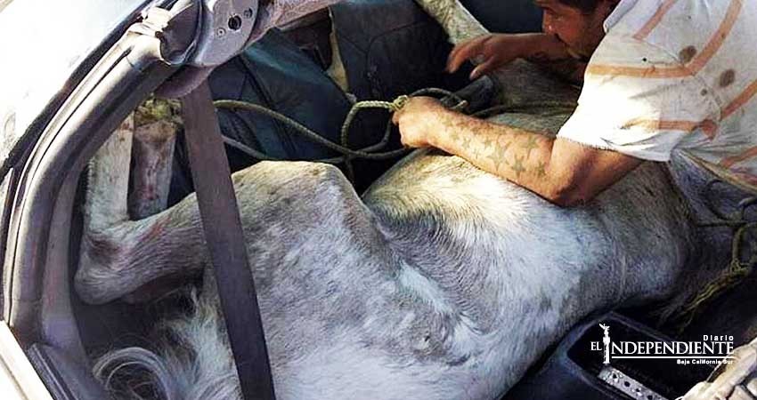 Denuncian 'encobijado' en auto... ¡era un caballo!