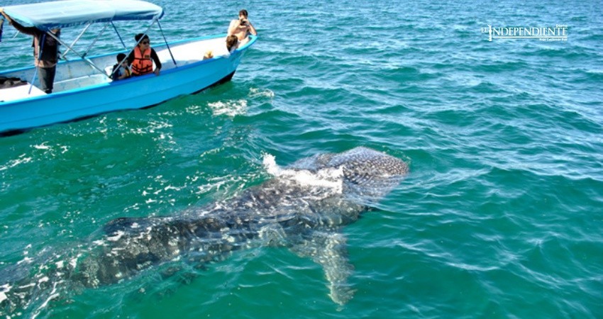 Prestadores “pirata” ofrecían avistamiento con tiburón ballena antes de iniciar temporada