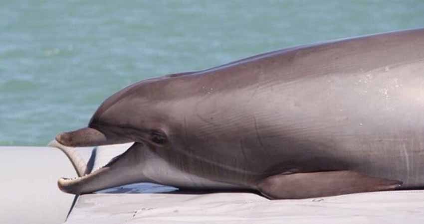 Llegan a México delfines que van en busca de vaquitas marinas
