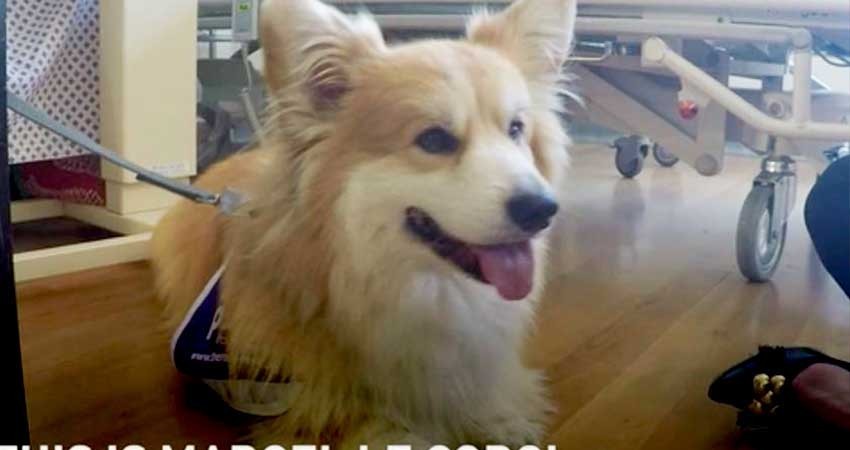 Marcel, el adorable corgi que da terapia a pacientes con demencia Marcel, el adorable corgi que da terapia a pacientes con demencia