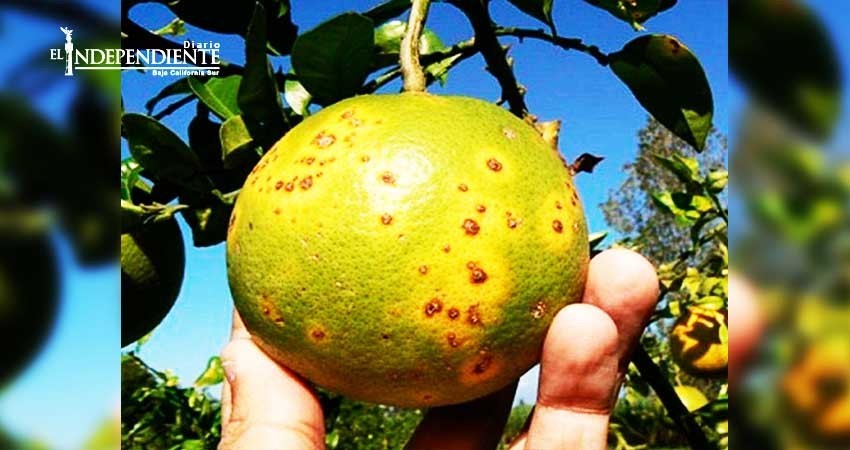 En riesgo la sanidad vegetal de BCS: Venustiano Pérez En riesgo la sanidad vegetal de BCS: Venustiano Pérez