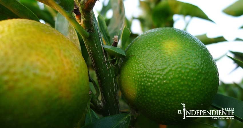 Sancionará Sagarpa a productores de cítricos que no atendieron sus huertos del HLB