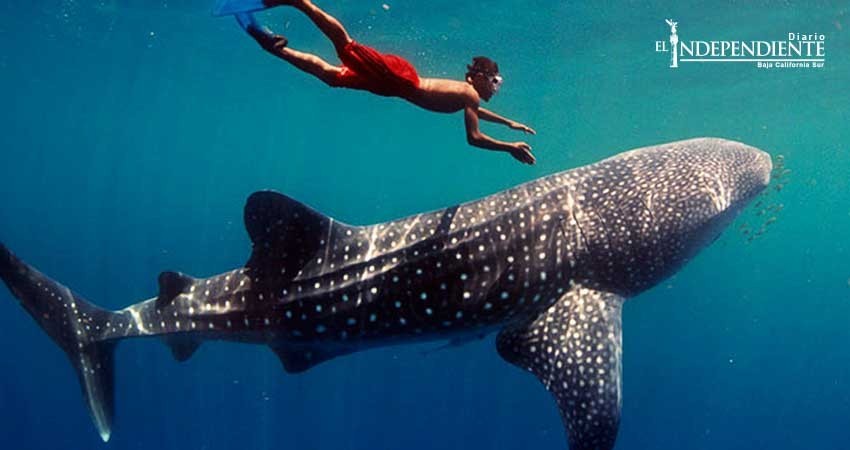 Implementa Semarnat vigilancia con GPS para monitorear al tiburón ballena Implementa Semarnat vigilancia con GPS para monitorear al tiburón ballena