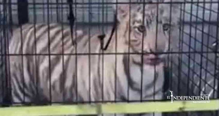 Rescatan de maltrato a cachorro de tigre blanco y oso negro en NL Rescatan de maltrato a cachorro de tigre blanco y oso negro en NL
