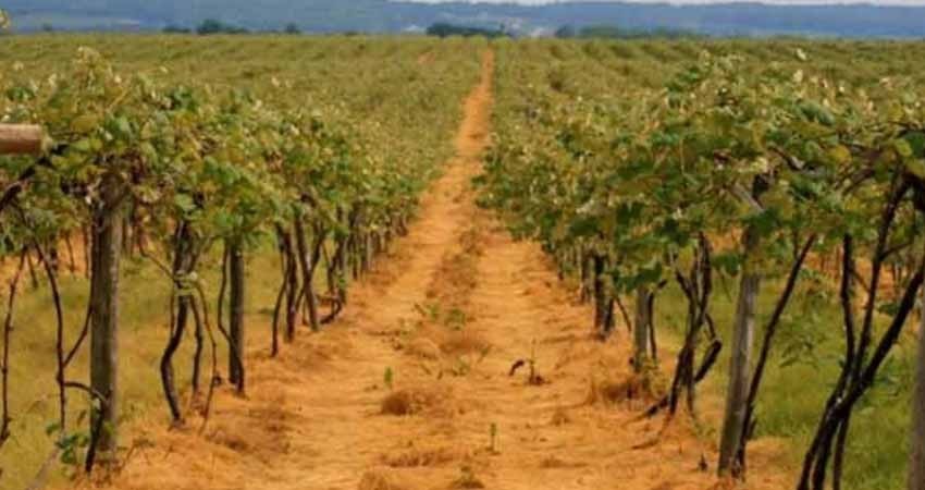 Este videojuego te enseña a ser un 'magnate del vino' Este videojuego te enseña a ser un 'magnate del vino'
