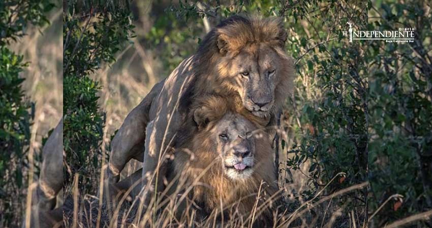 Piden en Kenia aislar a leones gays Piden en Kenia aislar a leones gays