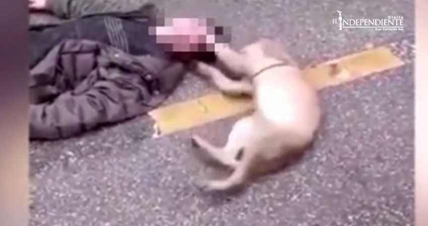 Perrito intenta desesperadamente revivir a su dueño Perrito intenta desesperadamente revivir a su dueño