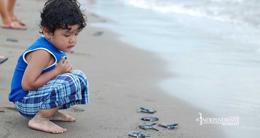 En 17 años se han liberado más de 2 millones de tortugas en playas de Los Cabos En 17 años se han liberado más de 2 millones de tortugas en playas de Los Cabos