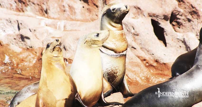 Realiza Profepa desenmalle de un lobo marino en la Isla Espíritu Santo Realiza Profepa desenmalle de un lobo marino en la Isla Espíritu Santo