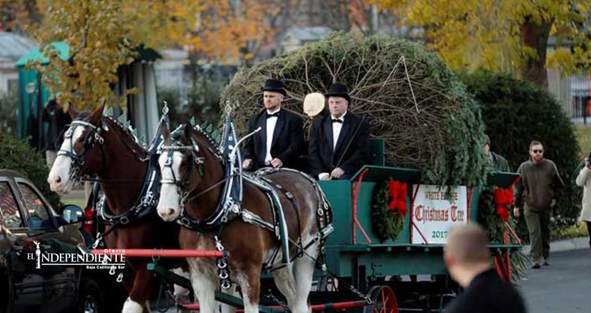 Este es el primer árbol navideño presidencial de los Trump Este es el primer árbol navideño presidencial de los Trump