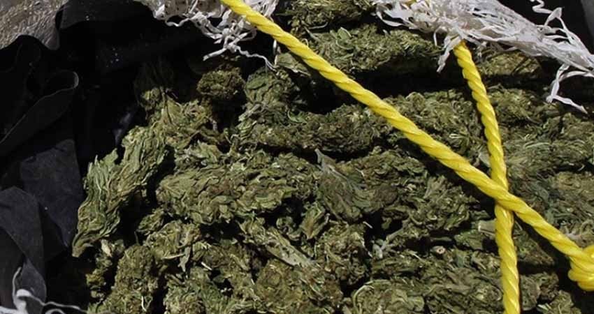 Fuman mota, policía los descubre y les hallan más de 2 mil ‘churros’ Fuman mota, policía los descubre y les hallan más de 2 mil ‘churros’