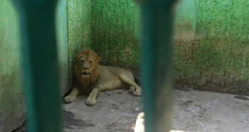 Profepa asegura 352 animales en zoológico de Campeche Profepa asegura 352 animales en zoológico de Campeche
