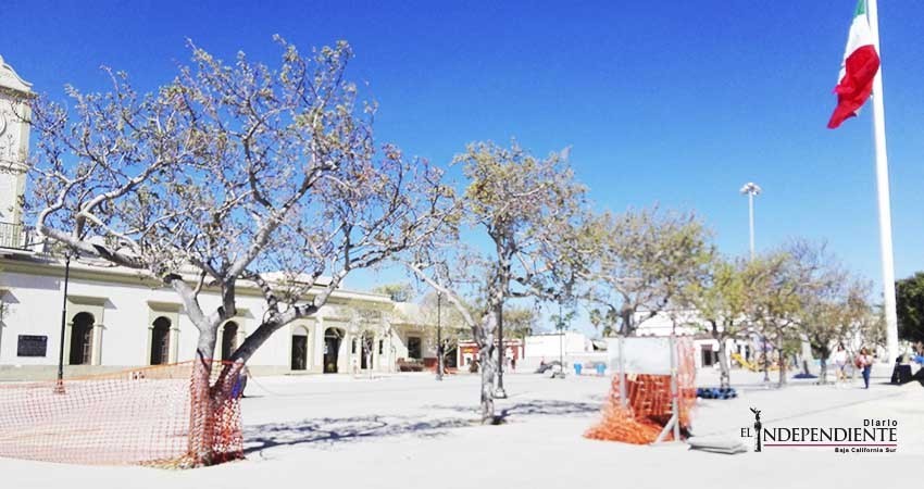 Está sujeto a modificación manejo de arbolado en proyecto de rehabilitación en plaza de SJC: Sepuit Está sujeto a modificación manejo de arbolado en proyecto de rehabilitación en plaza de SJC: Sepuit