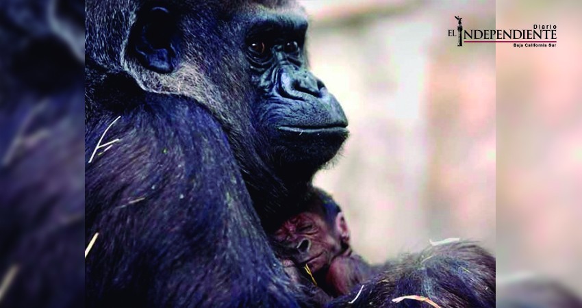 Gorila da a luz a bebé en zoológico en Ohio Gorila da a luz a bebé en zoológico en Ohio