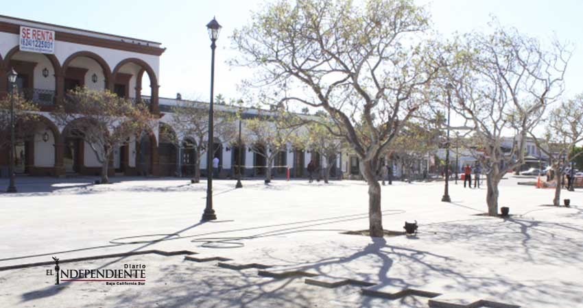 Sí habrá árboles frondosos en centro SJC, asegura ex presidenta de la ACH Sí habrá árboles frondosos en centro SJC, asegura ex presidenta de la ACH