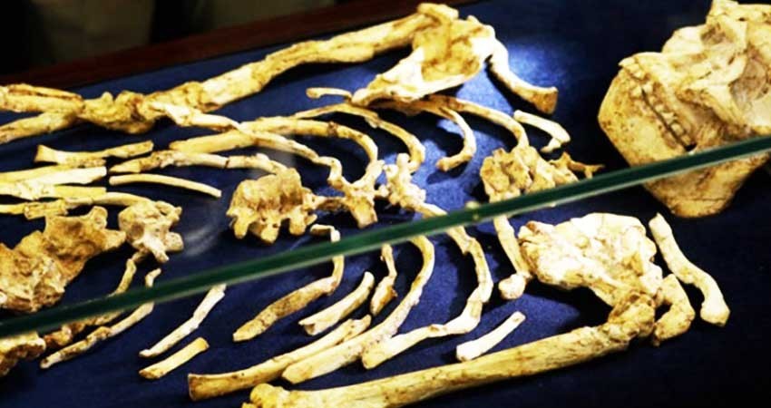 Encuentran esqueleto humano de hace 3.6 millones de años Encuentran esqueleto humano de hace 3.6 millones de años