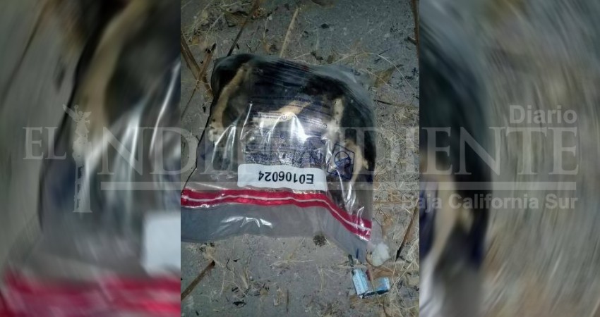 Denuncian a empresa de valores que transportaba perros en bolsas selladas Denuncian a empresa de valores que transportaba perros en bolsas selladas