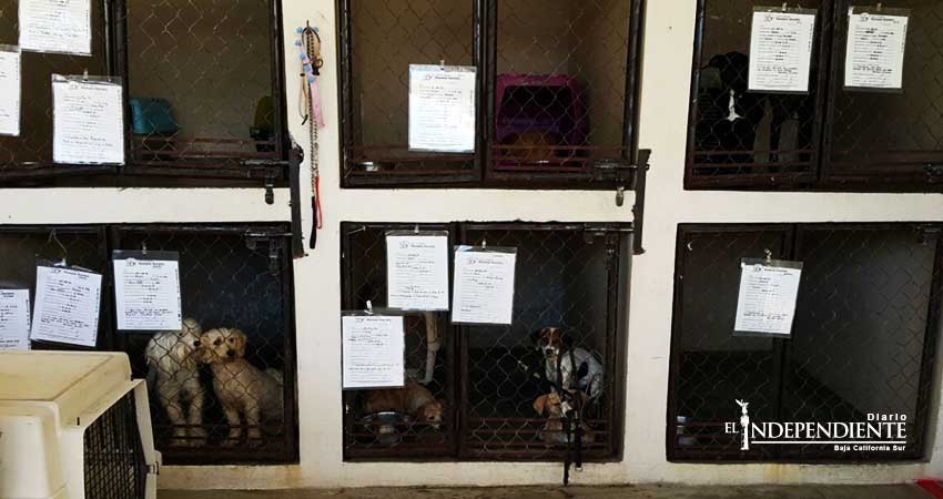 Protectores de animales piden no regalar mascotas esta navidad Protectores de animales piden no regalar mascotas esta navidad