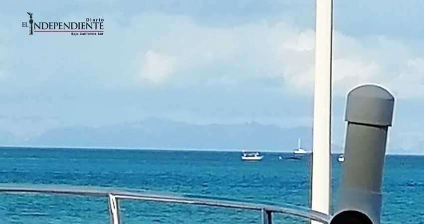 Localizan dos ballenas varadas en la Bahía de La Paz Localizan dos ballenas varadas en la Bahía de La Paz
