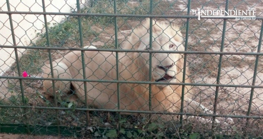 Traslada Profepa un león blanco de CSL a la Cd de México Traslada Profepa un león blanco de CSL a la Cd de México