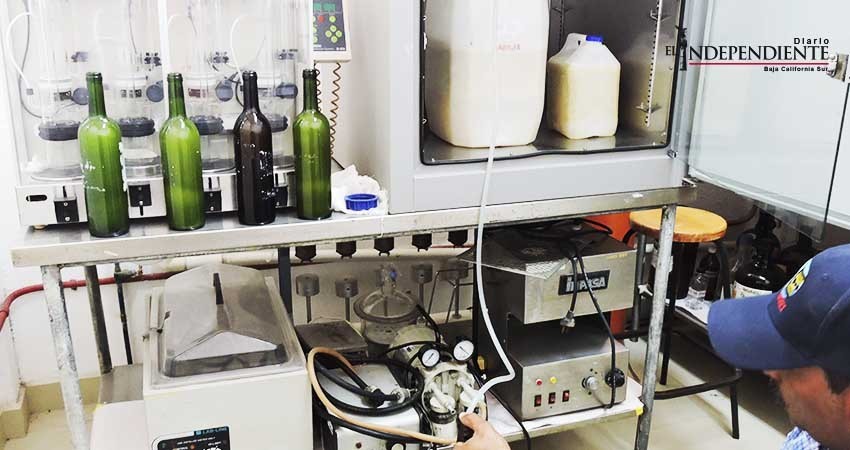 Por primera vez en La Paz, buscan producir vino de higo Por primera vez en La Paz, buscan producir vino de higo