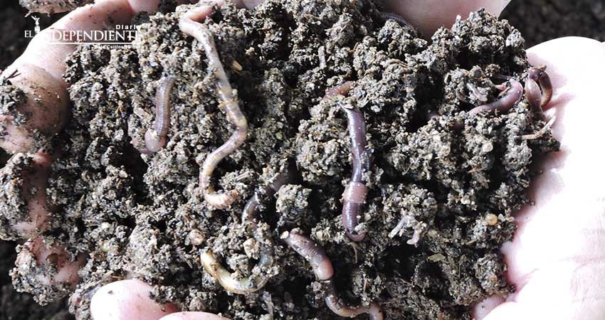 Lombricario de UABCS produce cerca de 10 toneladas de humus orgánico al año Lombricario de UABCS produce cerca de 10 toneladas de humus orgánico al año