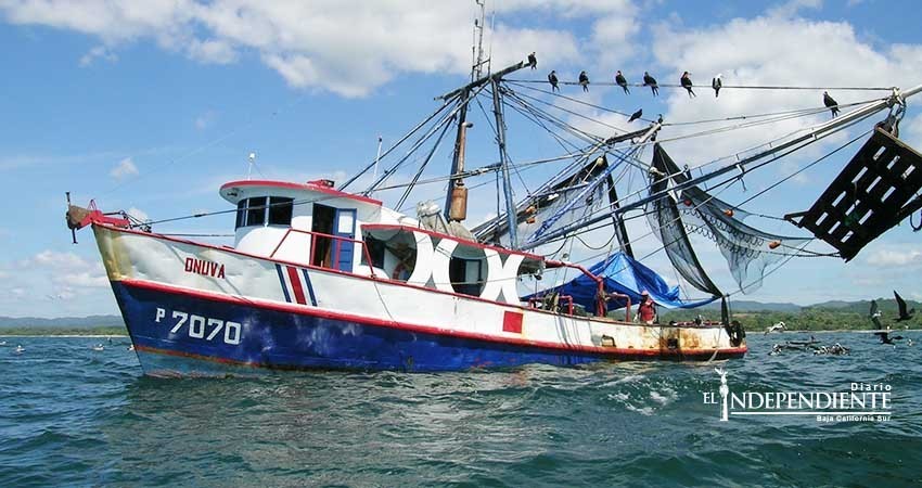 Camaroneros de Puerto San Carlos "sobrevivieron" a la poca producción del 2017 Camaroneros de Puerto San Carlos "sobrevivieron" a la poca producción del 2017