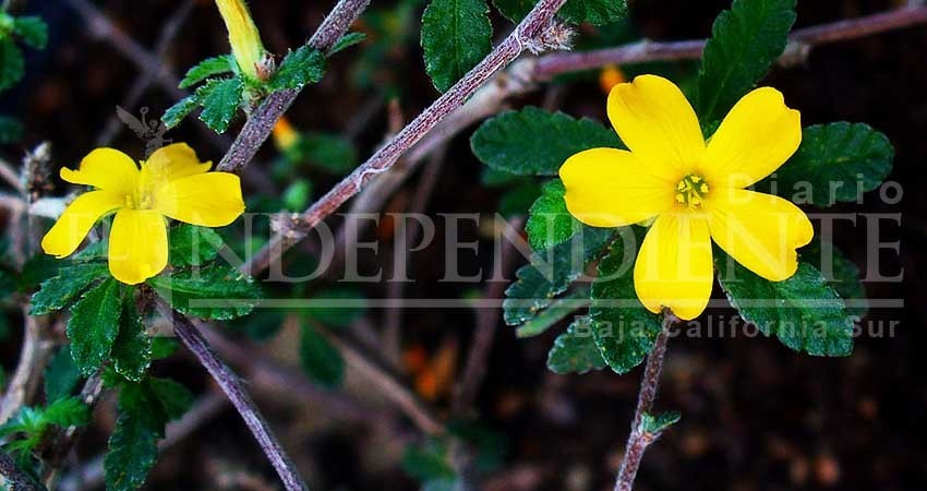 BCS cuenta con cerca de 369 especies de plantas medicinales BCS cuenta con cerca de 369 especies de plantas medicinales