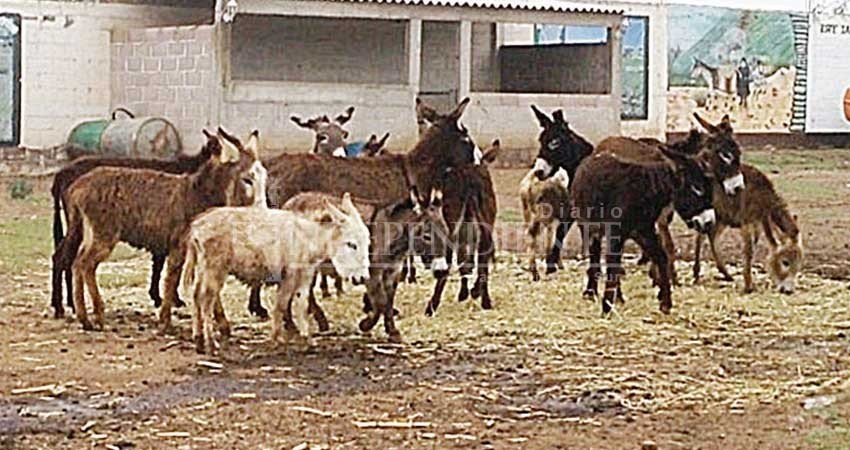 El burro mexicano, otro animal en peligro de extinción El burro mexicano, otro animal en peligro de extinción