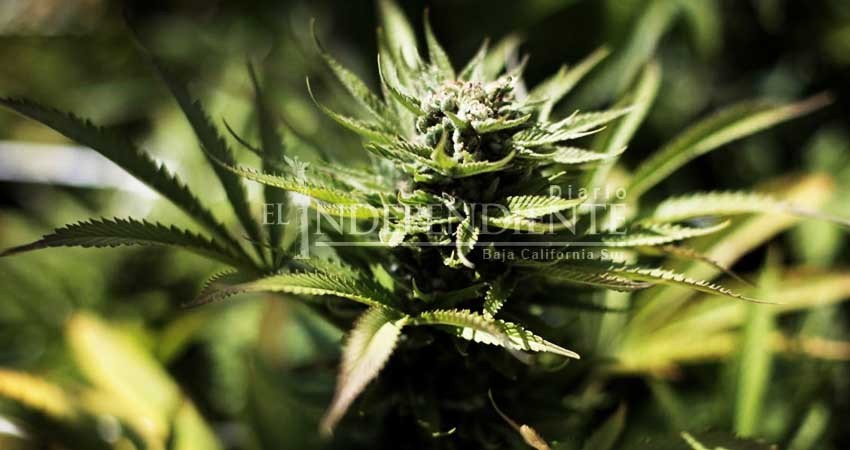 No se debe legalizar la marihuana, opinan los ciudadanos