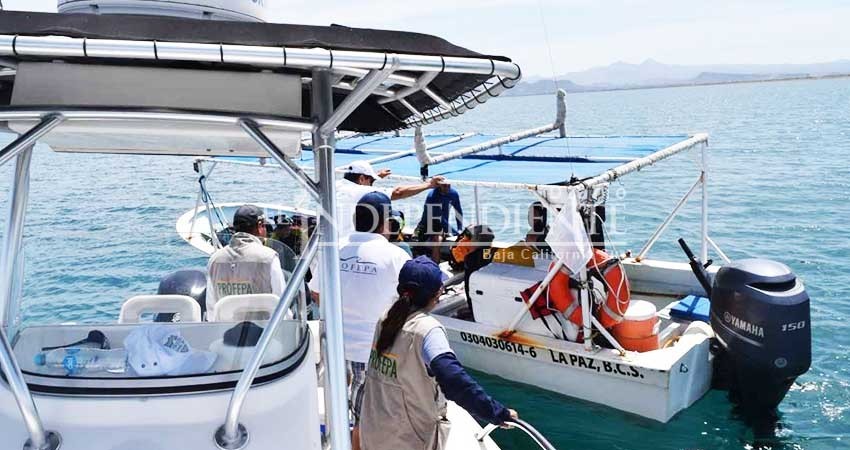 Multa Profepa a The Cortez por actividad de observación de tiburón ballena, sin autorización
