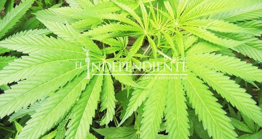 Académicos a favor del debate sobre la legalización de la mariguana
