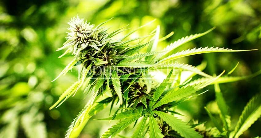 Si legalizar la marihuana garantiza fin de la violencia, hay que analizarlo: PAN